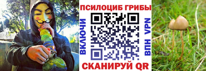 дарнет шоп Торопец Псилоцибиновые грибы мицелий